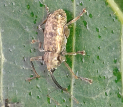 Curculionidae : Dorytomus sp.  ?  S, Dorytomus longimanus
